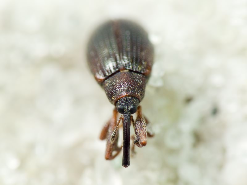 Anthonomus Germar, 1817